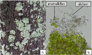 crustose lichen      